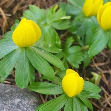 S Viering * برناو باي برلين